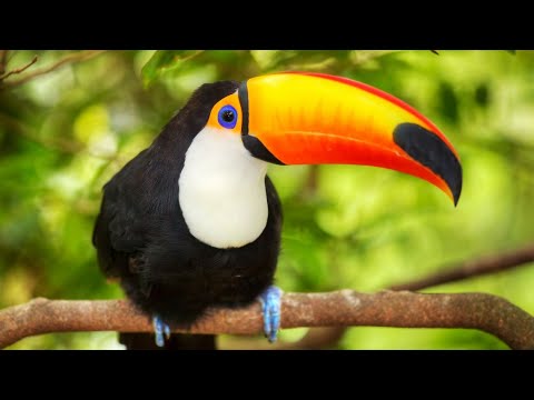 EL AMAZONAS (3): Los Secretos Naturales del Ecuador |  DOCUMENTAL AMAZONAS | NAT GEO WILD