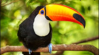 El Amazonas 3 Los Secretos Naturales Del Ecuador Documental Amazonas Nat Geo Wild