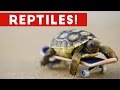 Funniest Lizard & Reptile Blooper & Reaction Videos of 2017 Weekly Compilation | Funny Pet Videos