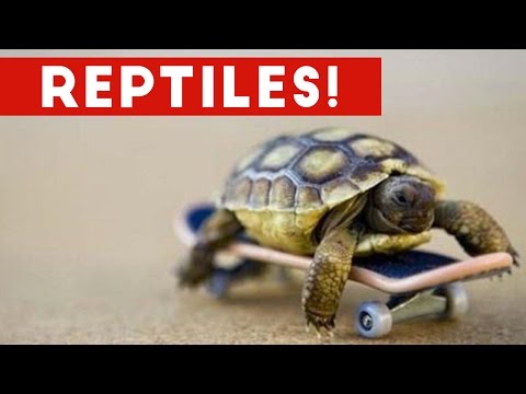 funniest-lizard-&-reptile-blooper-&-reaction-videos-of-2017-weekly-compilation-|-funny-pet-videos