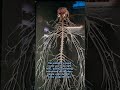 #HumanBody #NervousSystem #ScienceFacts #CreepyFacts #MindBlowing #HiddenReality