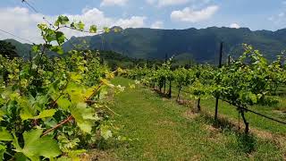 Wine Country Relaxation | Summer Vineyard | Soothing Birdsong Nature Sound