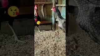 Training chicken to eat ripe tomatoes
