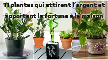 Quelles sont les plantes qui attirent l'argent