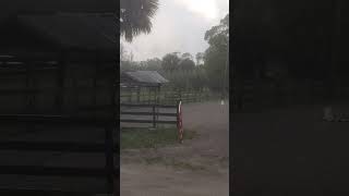 China Cloud rain-grazing on a Friday afternoon at the CB Stables Farm Sanctuary