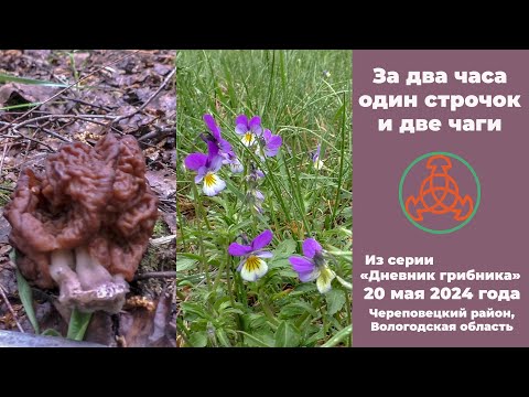 За 2 два часа один строчок и две чаги. Дневник грибника 20 мая 2024 года.