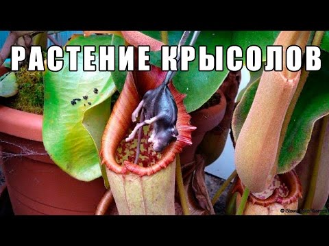 Vídeo: Nepentes (Nepenthes): Planta Insectívora, Espècies, Condicions De Detenció, Trasplantament I Reproducció