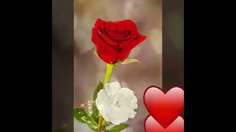 سورة الشرح..... بصوت عذب يروي القلوب...... ان مع العسر يسرا.🙏🙏
