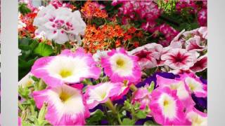 NEW Introducing 'Focus Stacking'   Depth of field is controllable even after shooting