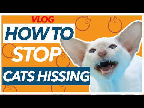 Video: 5 Ways to Help Your Cat Spit Up Fur Balls