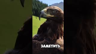 беркут