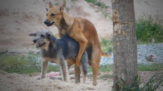 Awesome Rural Dogs !! Dog Meeting for the Summer Season in Village. by Life Daily 3,484 views 1 year ago 3 minutes, 8 seconds