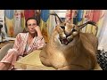 Justin likes to play with tail of gosha  big floppa caracal