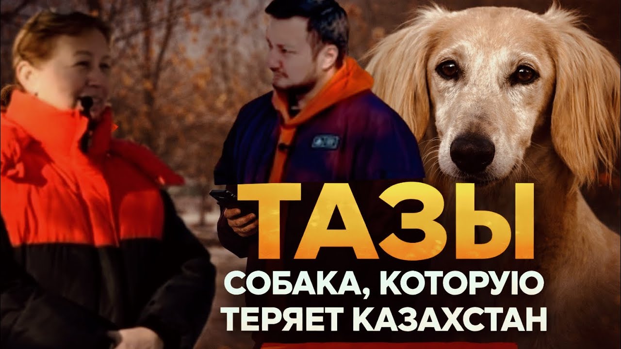 КАЗАХСКАЯ ТАЗЫ: Порода под угрозой? | Анна Плахова — честно о выставках и будущем Тазы! КОНКУРС!