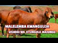 MALELEMBA KWANGULIJA UJUMBE WA JITUNGULU MAJUNGU 