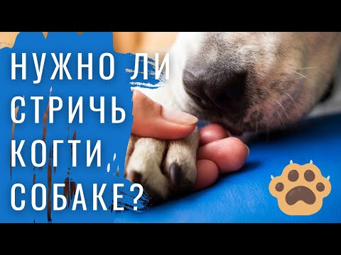 🐕📝🐾 Нужно ли обрезать когти собаке и как это правильно делать?