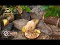 [NO ADS] CAT TV 🐭 The Great Log Investigation: Peek Inside the White Mouse Colony | 4K 60FPS
