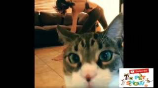 Cute/Funny Cat Compilation (Most Popular) Part-2 | THE PET SHOW