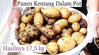 Panen kentang lagi di balkon rumah hasilnya 17,5 kg