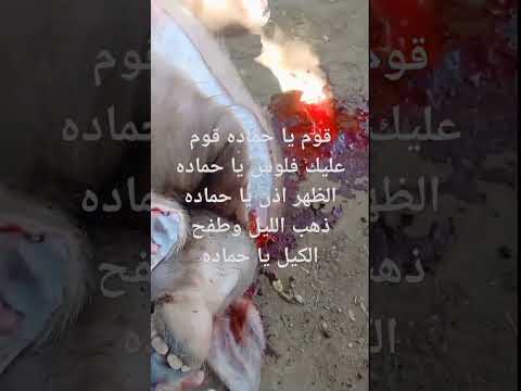 قوم يا حماده قوم عليك فلوس يا حماده الظهر اذن يا حماده ذهب الليل وطفح الكيل يا حماده