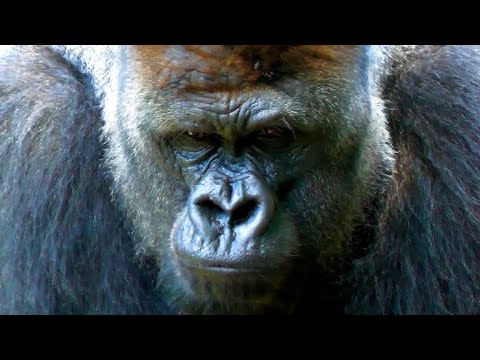 愛深き故、最強のシルバーバックが泣いている(The strongest silverback is crying because is so affectionat.)上野動物園　ゴリラ　202206