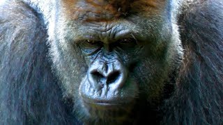The strongest silverback is crying because is so affectionat.　Ueno Zoo　Gorilla　202206