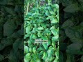 Perennial vegetables make continuous harvests easy. #permaculture #organicgardening