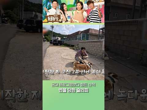 6코기 산책에 지친 슬리피 #TV동물농장
