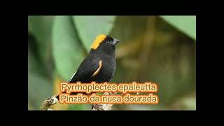 O Pinzão da nuca dourada  ( Pyrrhoplectes epaleutta  )
