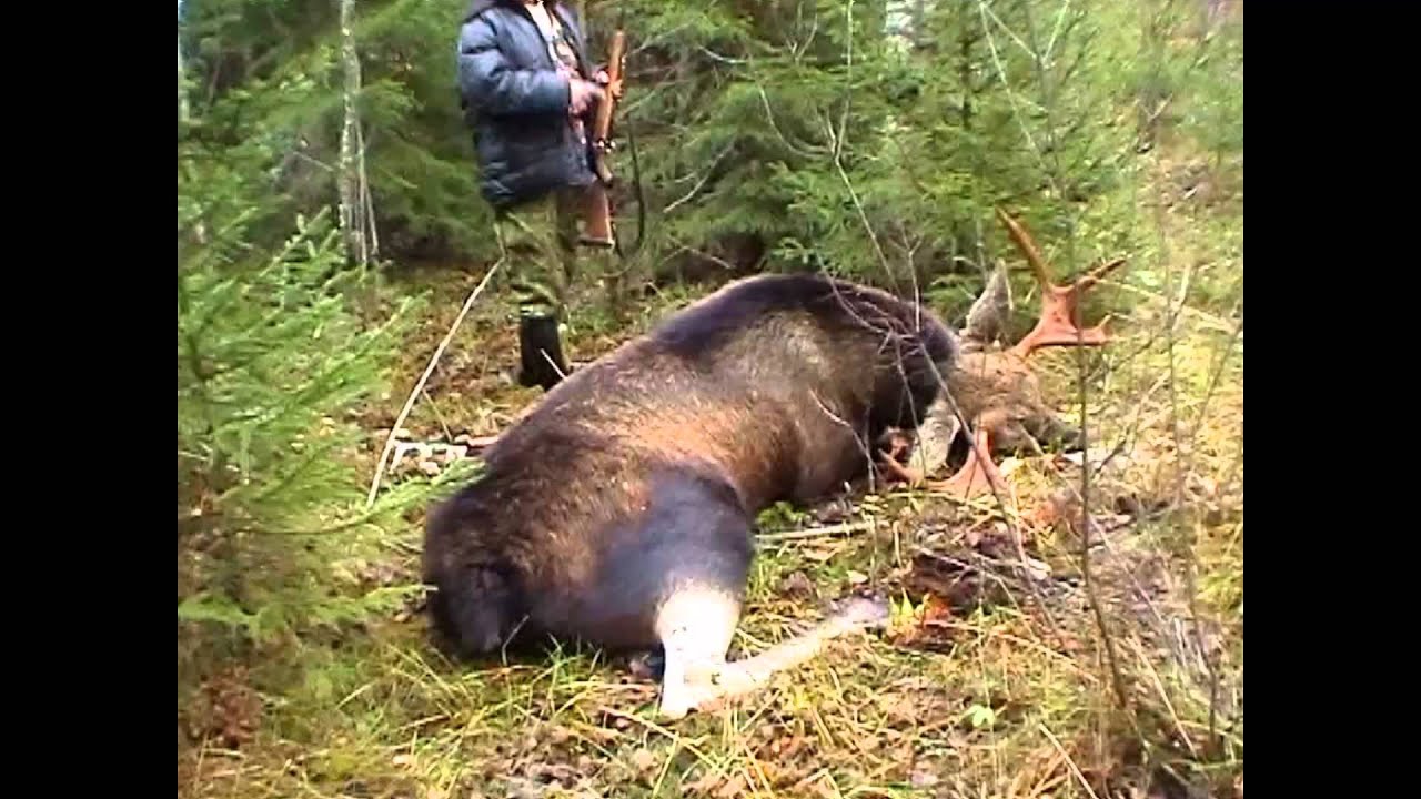Moose hunting in Central Russia YouTube