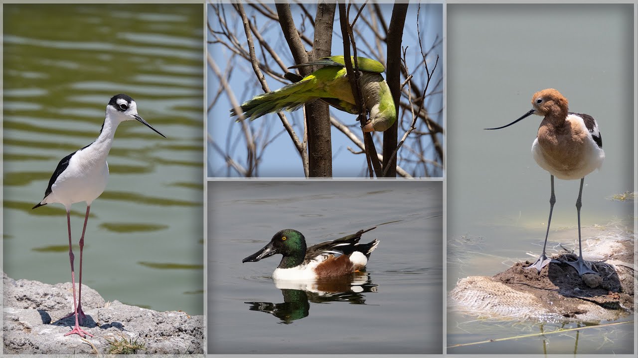 Birds of Mexico city.