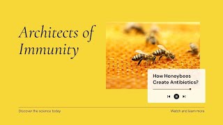 Architects of Immunity How Honeybees Created the Perfect Antibiotic