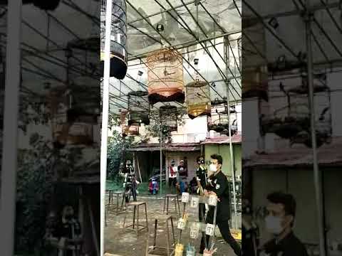 Setingan murai fighter - YouTube