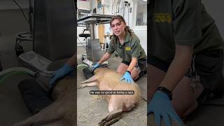The capy-est patient award goes to… 🫶 #capybara #vetday