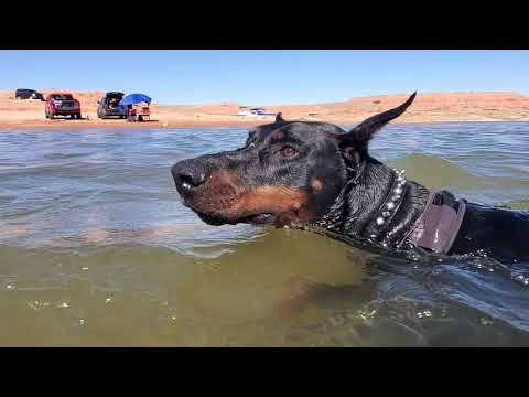 Can Dobermans swim?