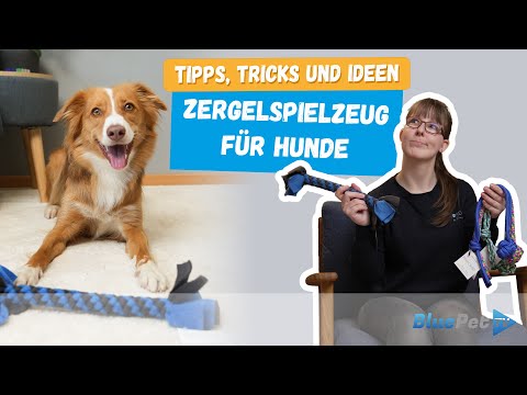 Zergel und Zerrspielzeug für Hunde | Tipps, Tricks und Ideen