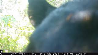 Bear sniffing