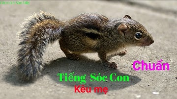 Tiếng sóc con kêu chuẩn - Sóc con gọi mẹ | Câu Cá và Săn Bẫy