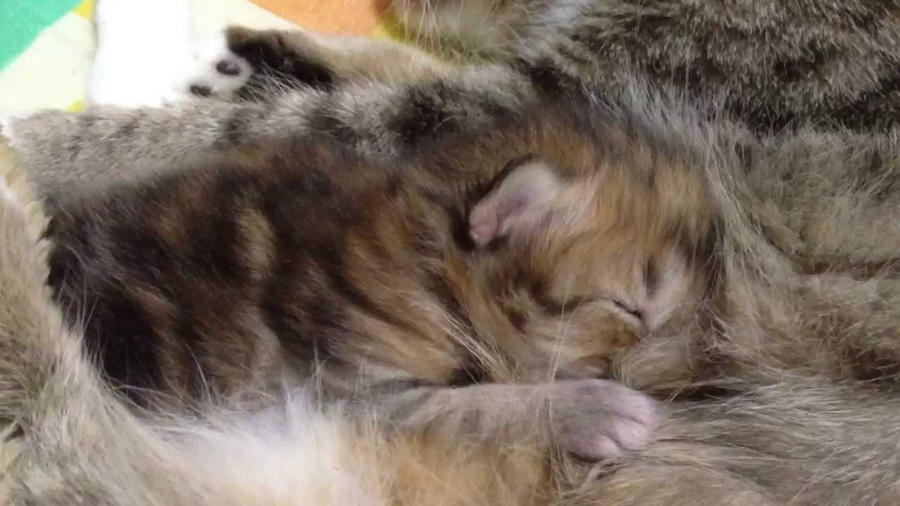 猫 かわいい イラスト モミモミする赤ちゃん猫 kitten drinking breast milk