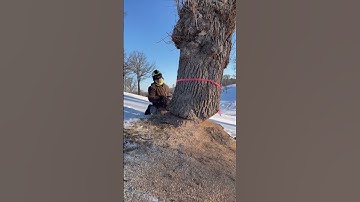 Rotten Oak hinge rips center of tree out #arborist #shorts