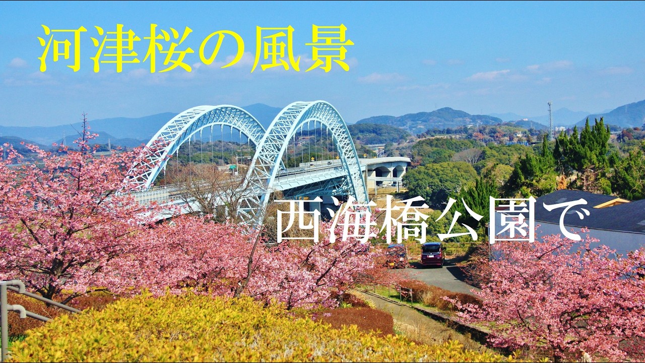 河津桜 ・西海橋公園で ♪ The Carnival is Over