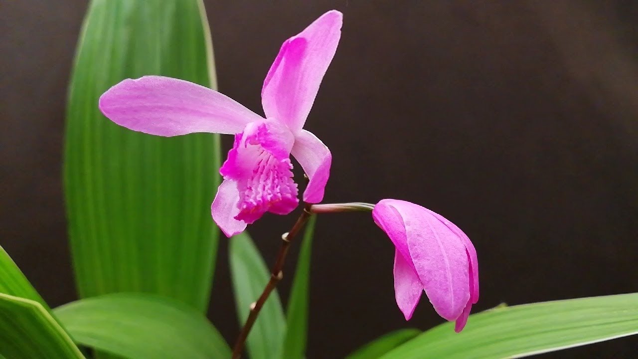 Orquídeas Terrestres Cuidados: Actualización del trasplante de Bletilla  striata - thptnganamst.edu.vn