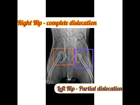 Video: 18 pasem pri največjem tveganju za displazijo kolka - je vaš pes na seznamu?