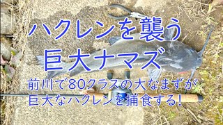 巨大ハクレンを襲う巨大なまず！！一メートルはありそうなハクレンを80前後の数匹のナマズがバシャバシャと大暴れ！珍しい光景に慌てて対岸まで移動して撮影しました撮影は今一つですが見てくださいね！