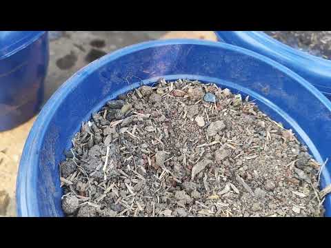 , कटिंग से तैयार गुलदाउदी कीरिपोर्टिंग ढेर सारी, fertilizer and care tips winter ki Rani