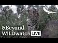 WILDwatch Live | 17 January, 2021 | Afternoon Safari | South Africa