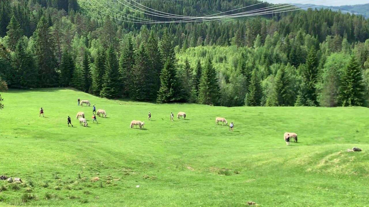 Fjordhestslipp i Langlia, Rindal