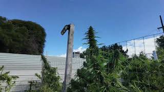 Massive Mega Cannabis Back Yard Harvest & Dealing w Mold & Humidity From Hell