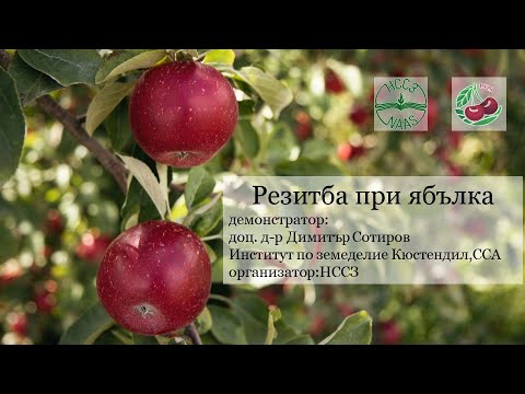 Видео: Сортове на зелени ябълкови дървета – подбор и отглеждане на зелени ябълки