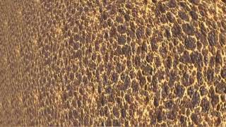 MilkDrop Preset - Flexi - cell tissue